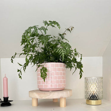 Pink flowerpot in lifestyle photo