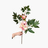 Faux stem of open pink peony and foliage on white background