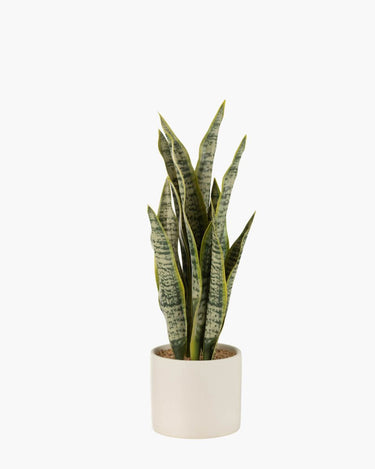 Faux plant in white pot with fixed stones on top on white background
