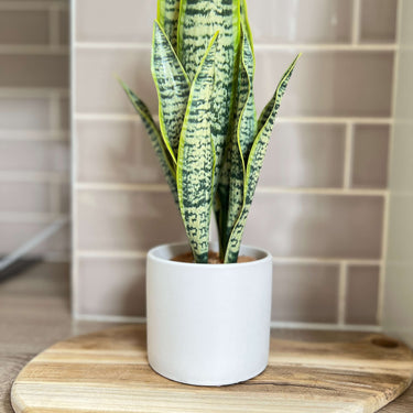 faux green plant in white pot with stone trimming in lifestyle photo