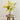 bunch of mimosa and baby's breath in fake water set in glass vase in lifestyle photo