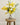 bunch of mimosa and baby's breath in fake water set in glass vase in lifestyle photo